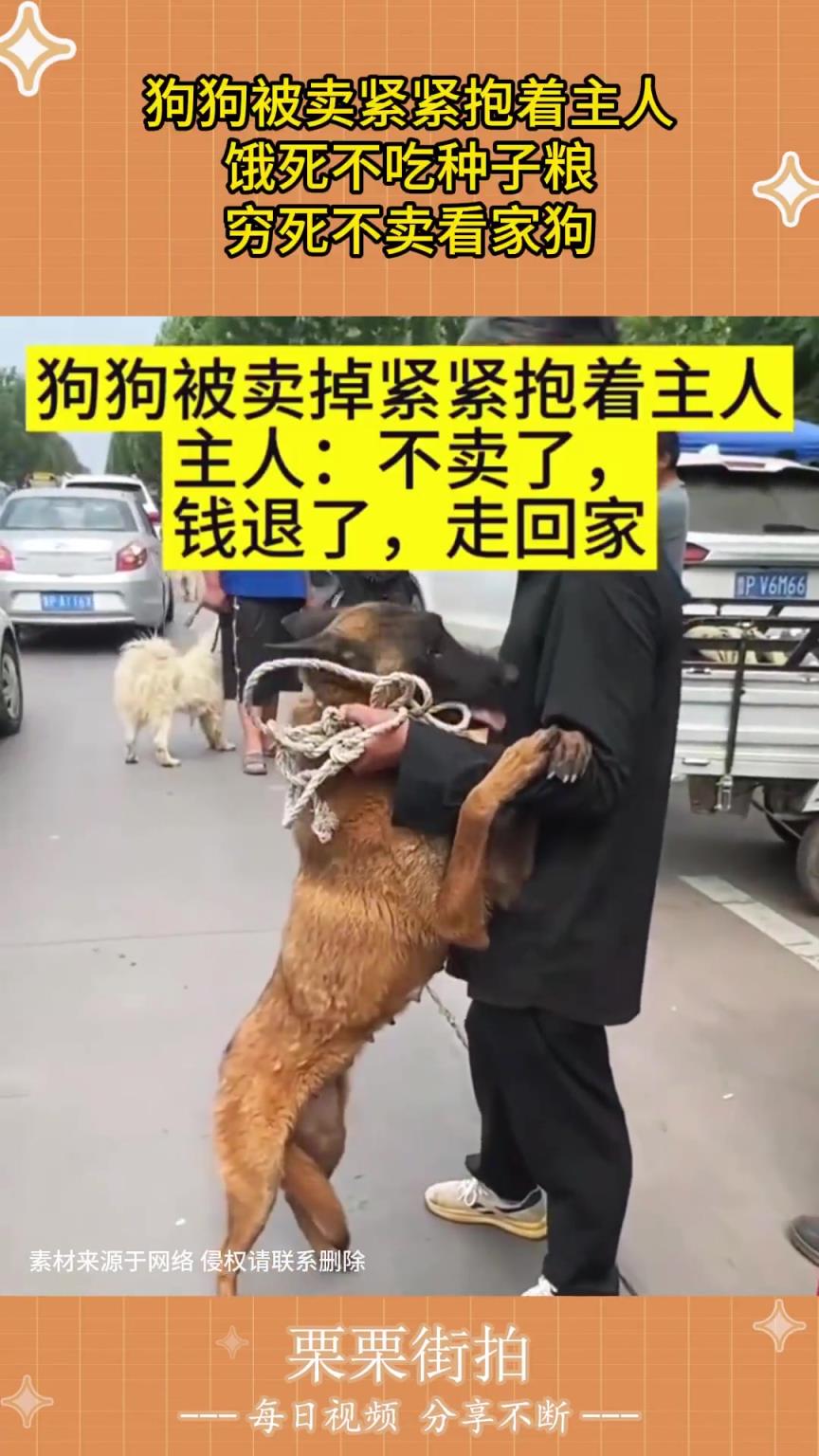 狗狗被賣緊緊抱著主人，餓死不吃種子糧，窮死不賣看家狗！