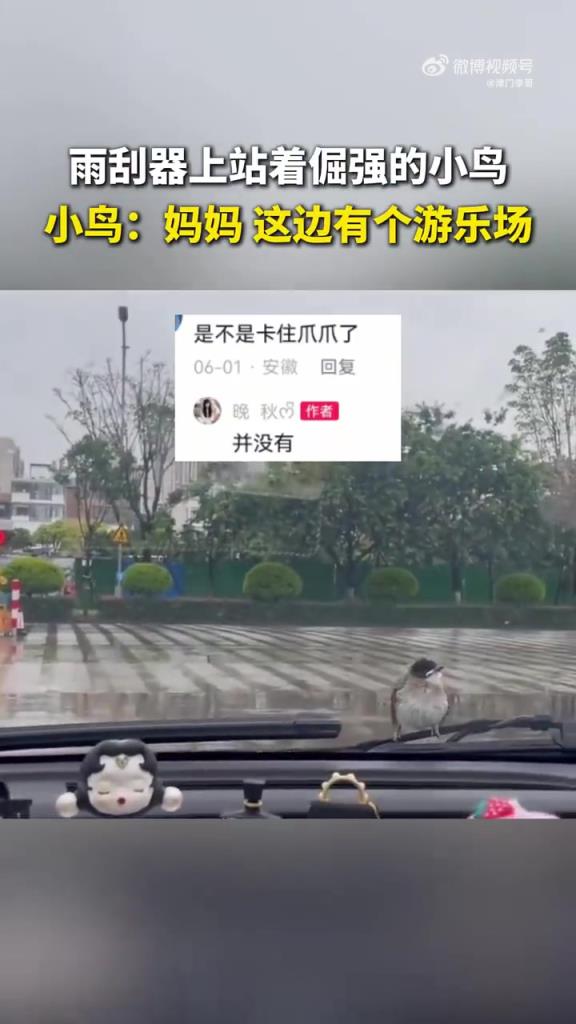 網(wǎng)友拍到雨天小鳥抓著雨刮器不放