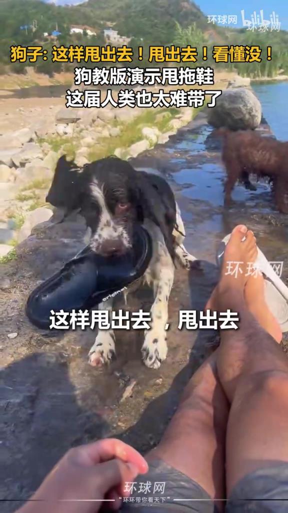 狗教版演示甩拖鞋，這屆人類也太難帶了，給狗子要氣的說話了！