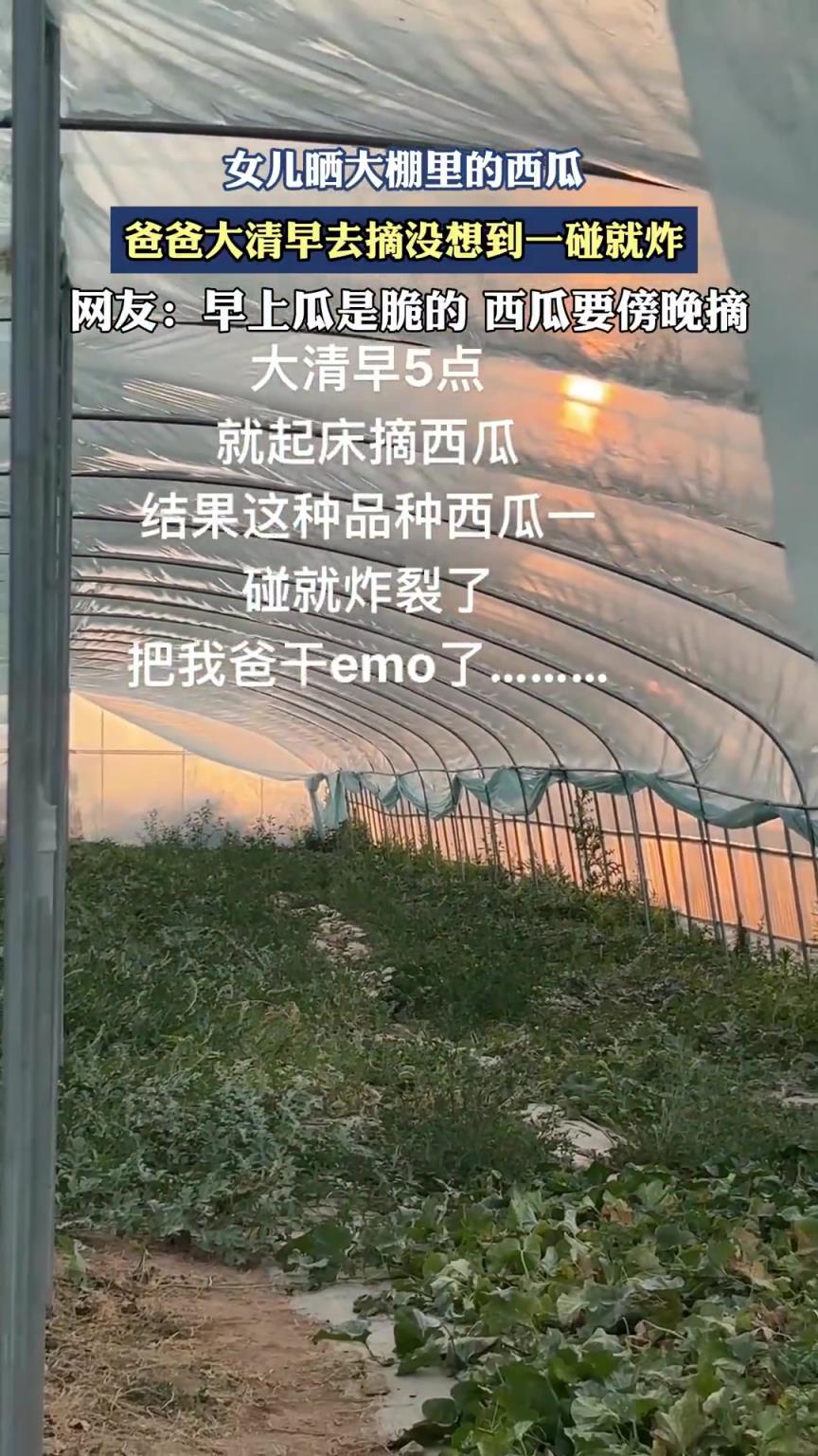 女儿晒大棚里的西瓜，爸爸大清早去摘没想到一碰就炸！