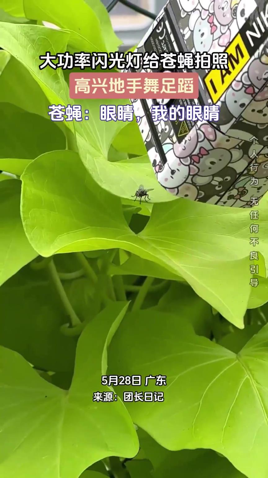 大功率閃光燈給蒼蠅拍照，高興地手舞足蹈