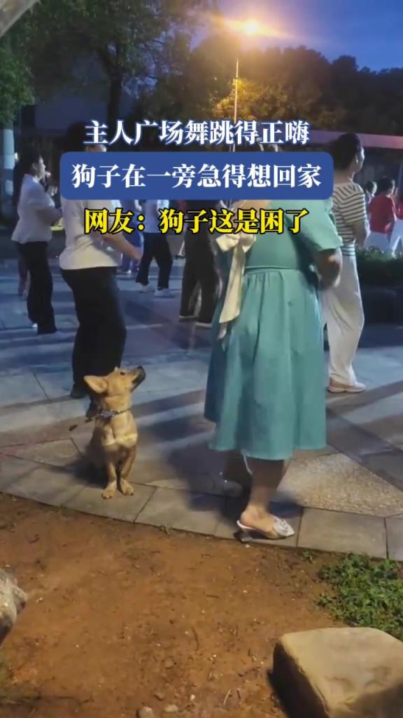 主人广场舞跳得正嗨，狗子在一旁急得想回家