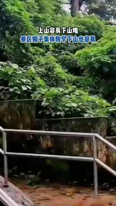 上山容易下山难景区猴子集体教学下山也容易