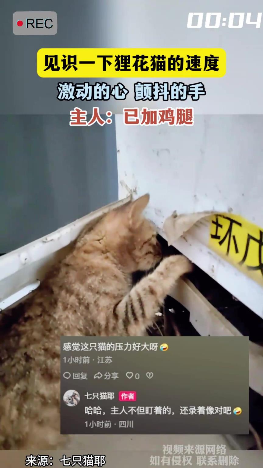 見識(shí)一下貍花貓的速度，激動(dòng)的心 顫抖的手，主人：已加雞腿