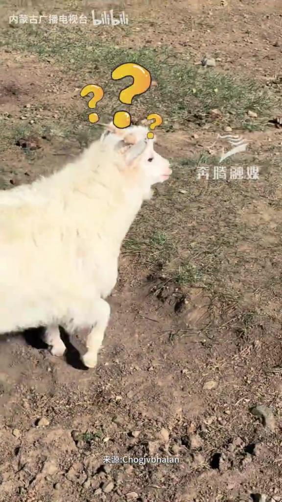 “像极了你上班迟到的样子”主人喊醒贪睡小羊 惊醒后赶忙追羊群