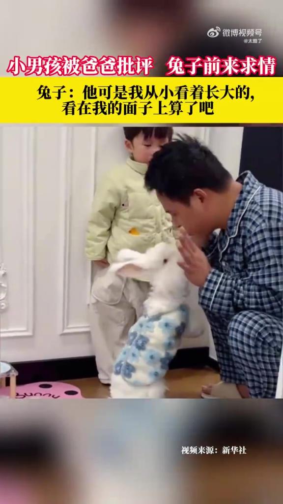 小男孩被爸爸批評 兔子前來求情