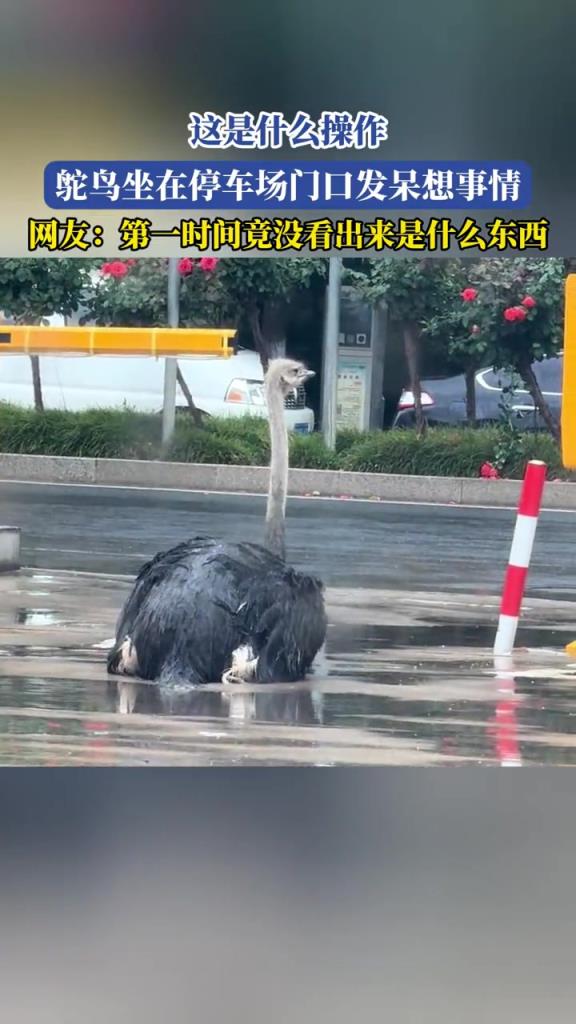 这是什么操作,鸵鸟坐在停车场门口发呆想事情!!