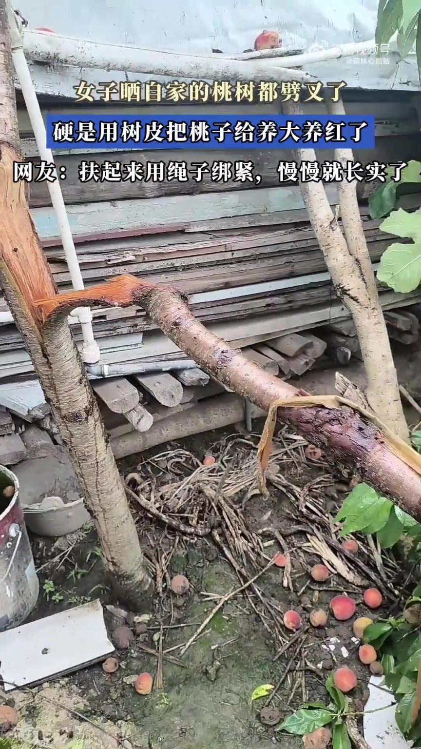 女子晒自家的桃树都劈叉了，硬是用树皮把桃子给养大养红了！