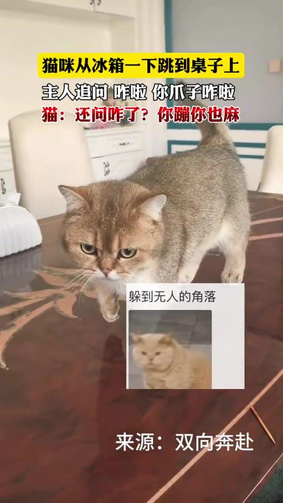 猫咪从冰箱一下跳到桌子上