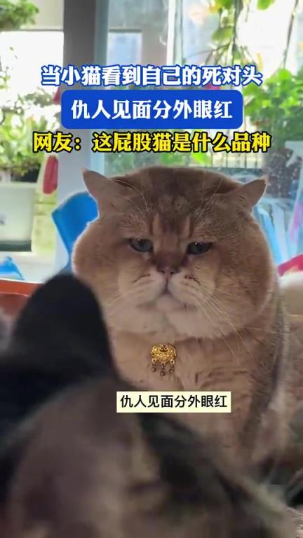 当小猫看到自己的死对头，仇人见面分外眼红