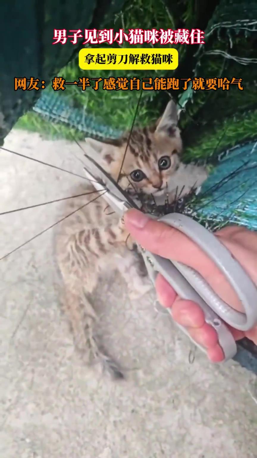 男子见到小猫咪被藏住，拿起剪刀解救猫咪