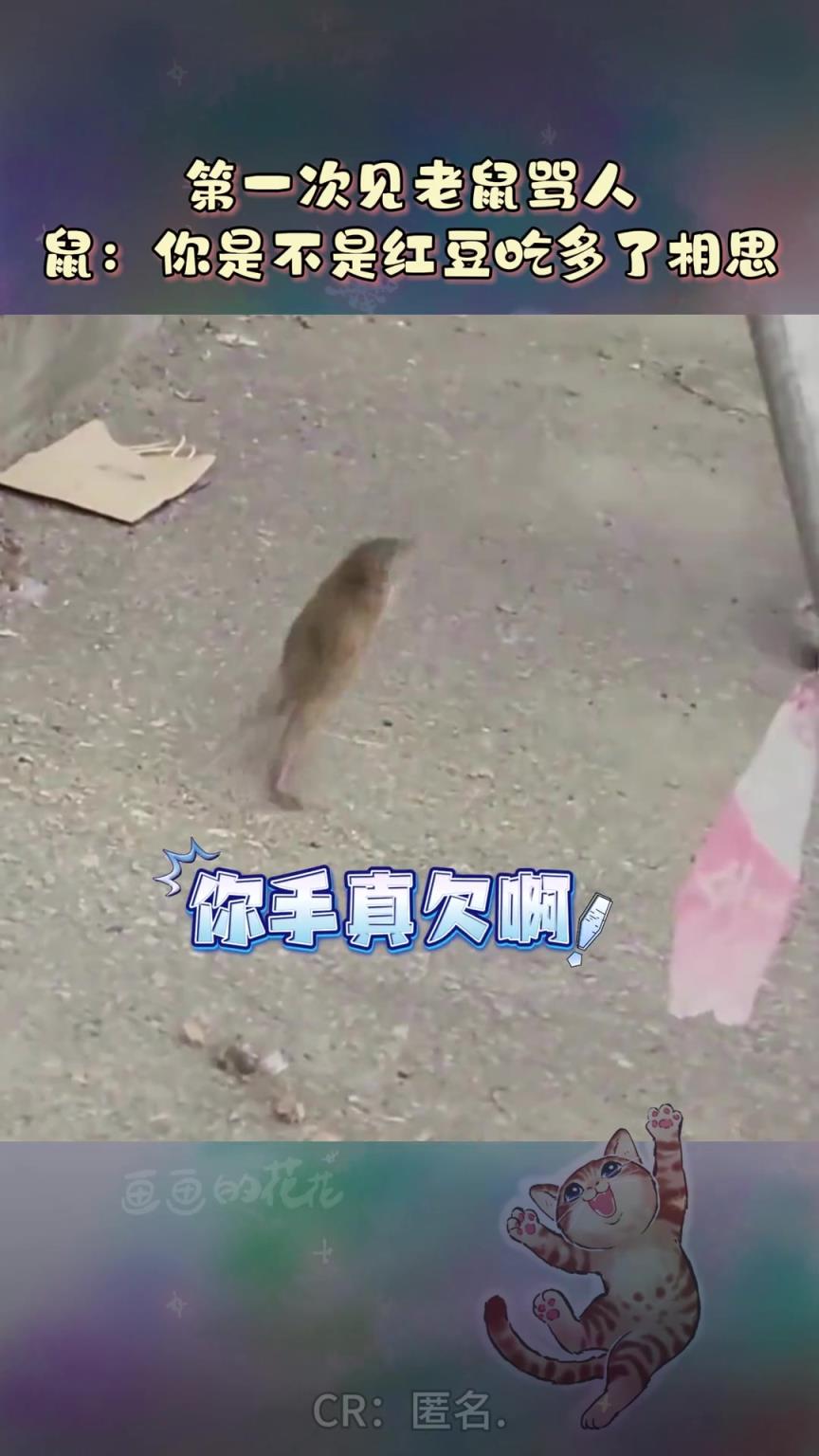 鼠鼠在逃命和报仇之间选择了先报仇：坏人，我跟你拼了！
