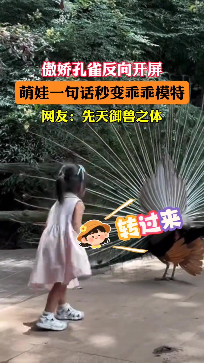 傲嬌孔雀反向開屏，萌娃一句話秒變乖乖模特！