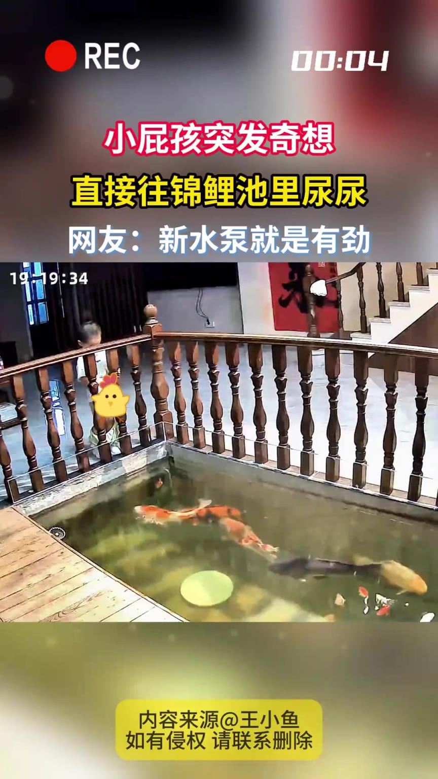 熊孩子往锦鲤池尿尿！家长在哪？