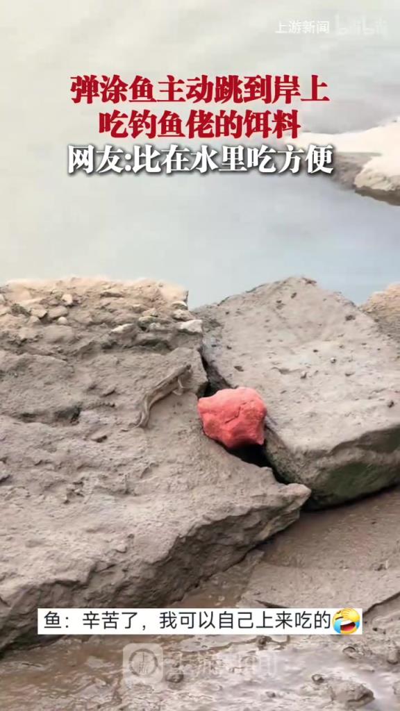 弹涂鱼跳到岸上吃钓鱼佬的饵料，网友：比在水里吃方便