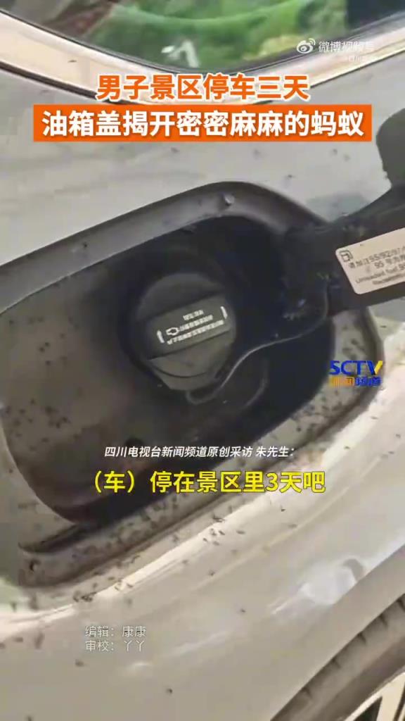 車停景區(qū)3天油箱蓋爬滿螞蟻