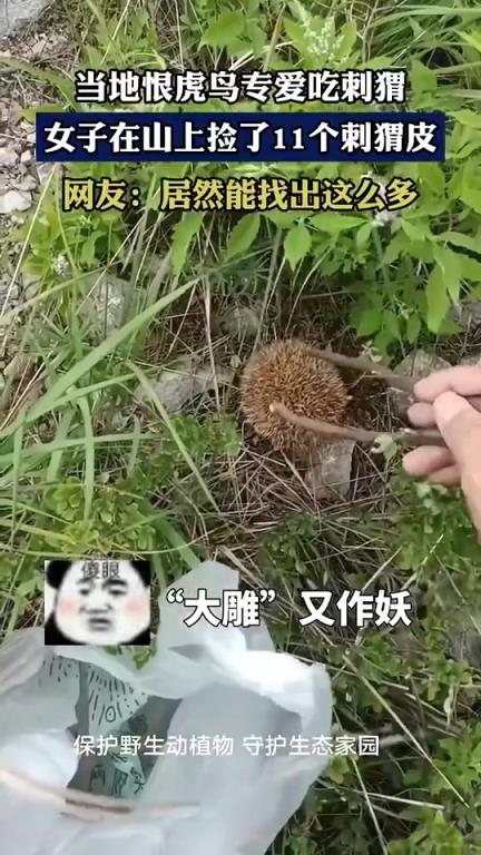 當(dāng)?shù)睾藁ⅧB(niǎo)專愛(ài)吃刺猬，女子在山上撿了11個(gè)刺猬皮