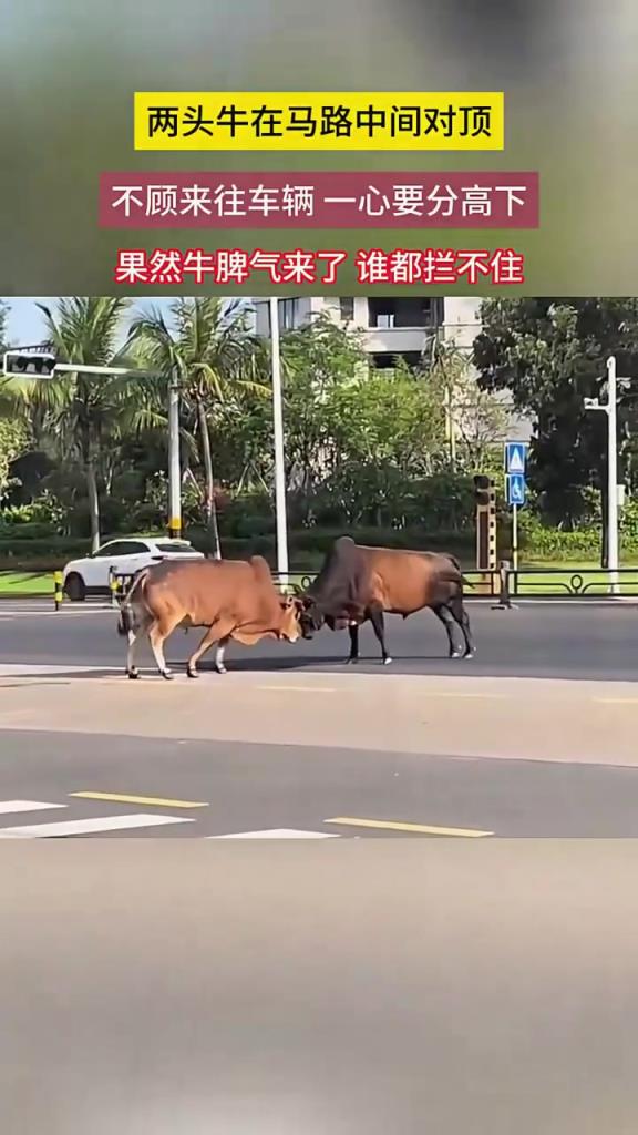 两头牛在马路中间对顶，不顾来往车辆一心要分高下