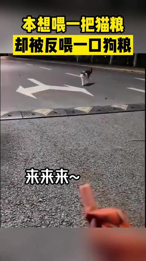 本想喂一把猫粮，却被反喂一口狗粮！