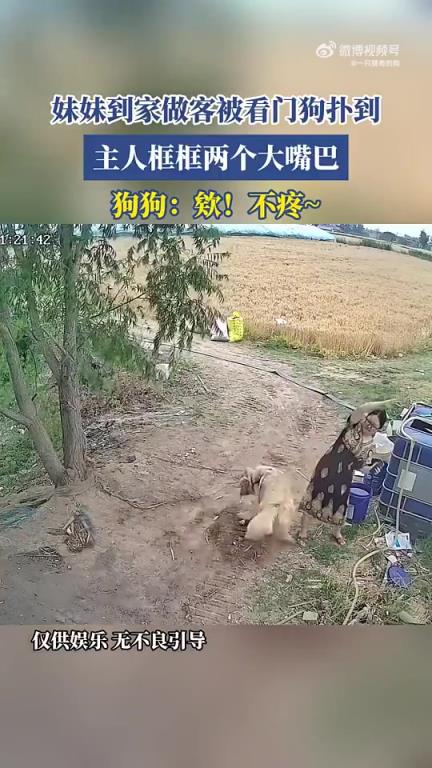 妹妹做客被看门狗扑倒，主人怒扇狗两大嘴巴