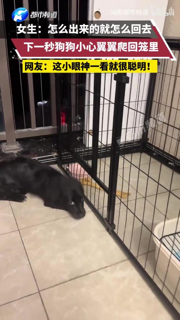 女生：怎么出来的就怎么回去，下一秒狗狗小心翼翼爬回笼里