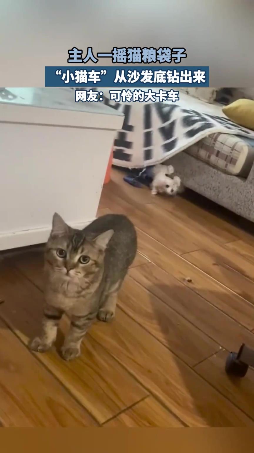 主人一摇猫粮袋子，小猫车从沙发底钻出来，可怜的大卡车
