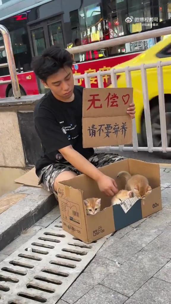 重慶一小伙在街上寄養(yǎng)小貓