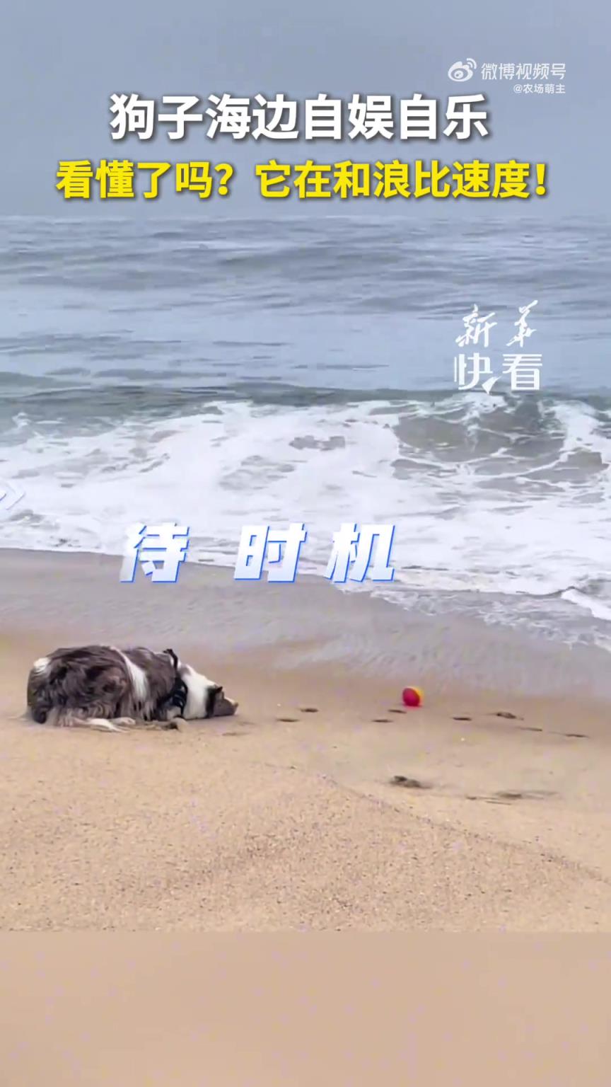 狗子海邊自娛自樂，原來…