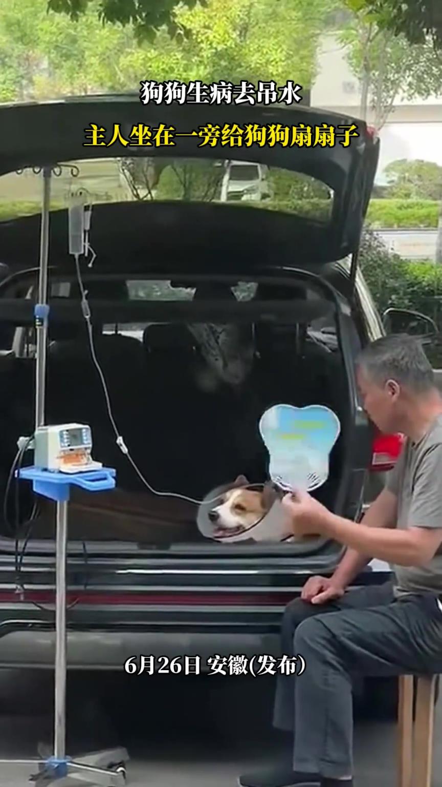 狗狗生病去吊水，主人坐在一旁給狗狗扇扇子