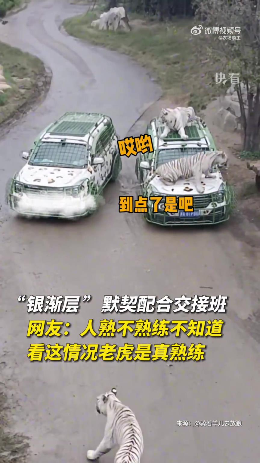 它們居然還會(huì)交接~