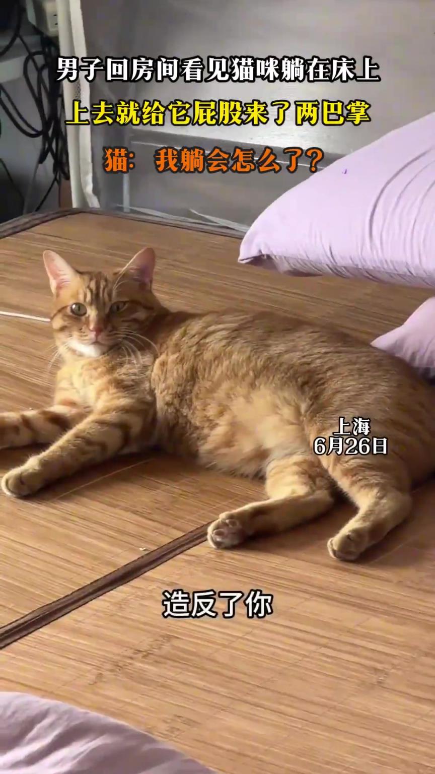 男子回房間看見(jiàn)貓咪躺在床上，上去就給它屁股來(lái)了兩巴掌！
