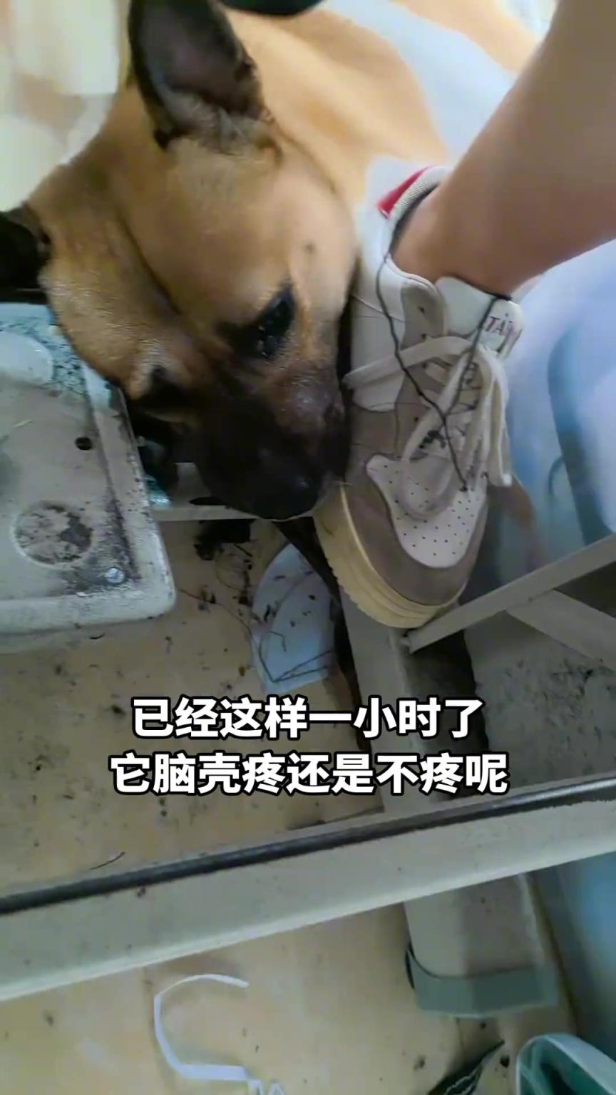 這小狗也有心事嗎？在這邊躺半天了都