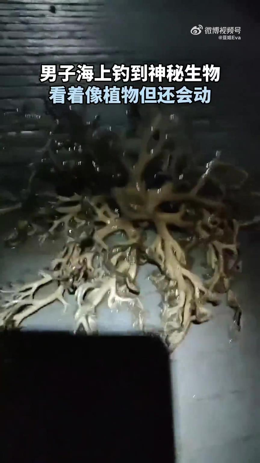 釣魚釣到不明生物