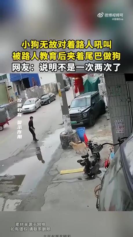 小狗無故對著路人吼叫，被路人教育后夾著尾巴做狗