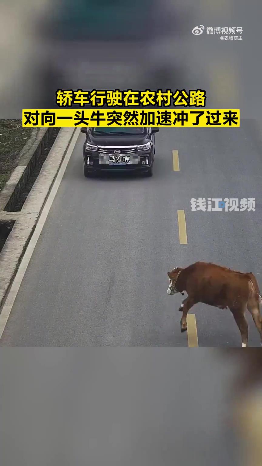 村民牽著牛準備回家，牛突然加速沖向對向車道的汽車