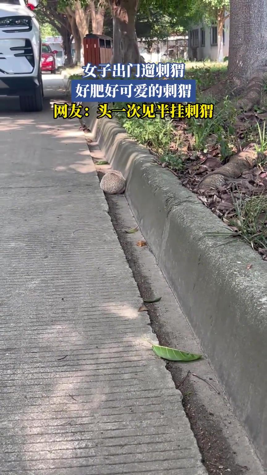 女子出門遛刺猬，好肥好可愛的刺猬，網(wǎng)友：頭一次見半掛刺猬