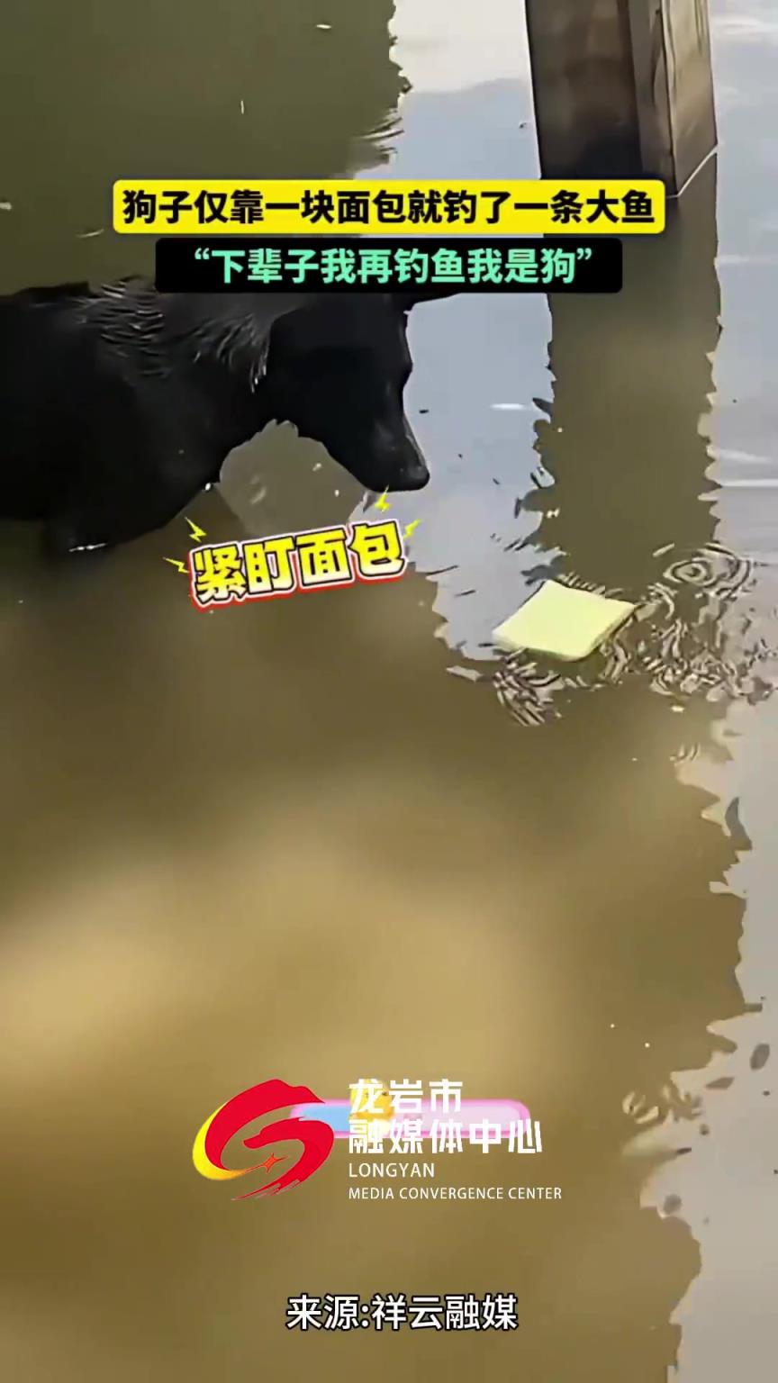 狗子僅靠一塊面包就釣了一條大魚！