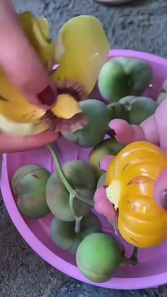 第一次見這個奇葩水果，是因為不好吃所以在中國很少見嗎？