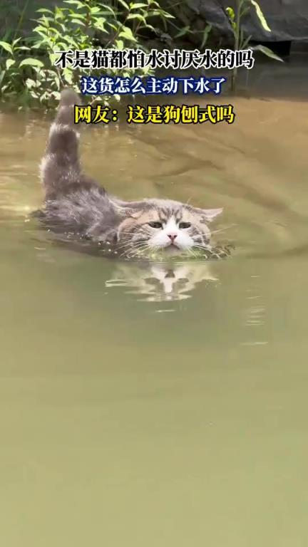 不是貓都怕水討厭水的嗎，這貨怎么主動下水了