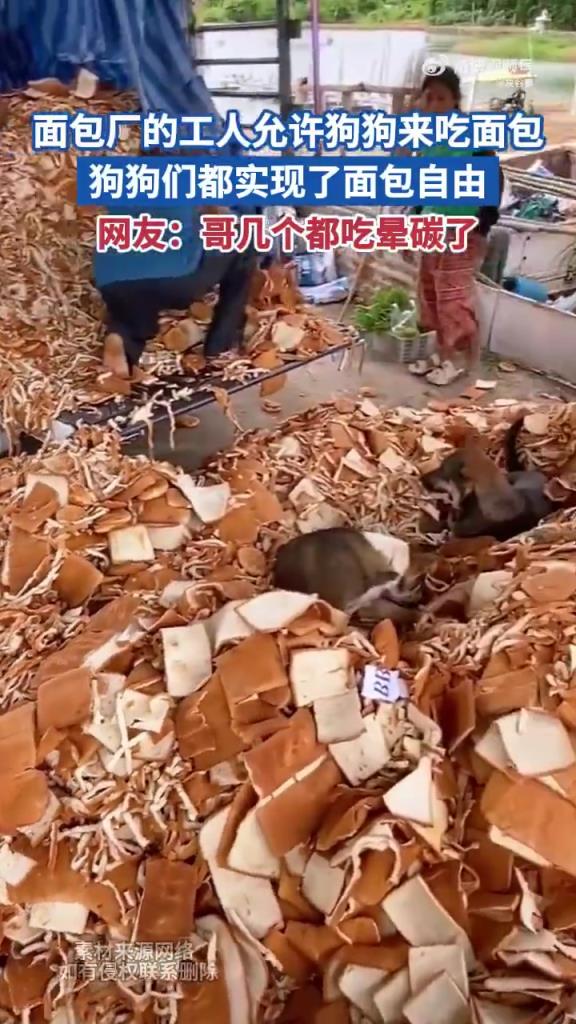 面包廠的工人允許狗狗來吃面包 狗狗們都實現(xiàn)了面包自由