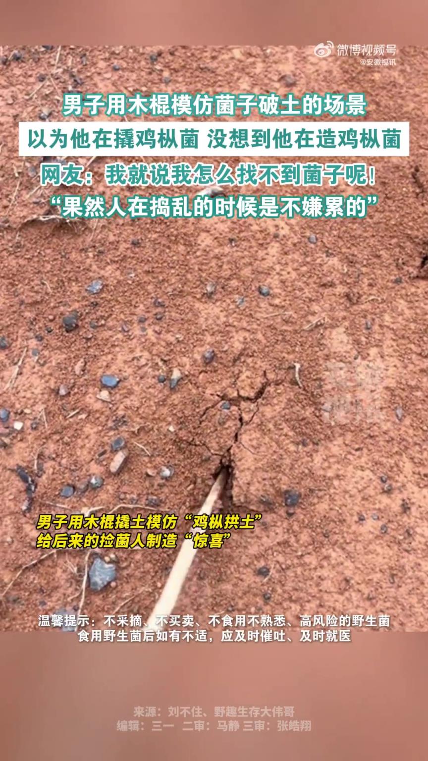 男子用木棍模仿菌子破土的場景，我就說我怎么找不到菌子呢