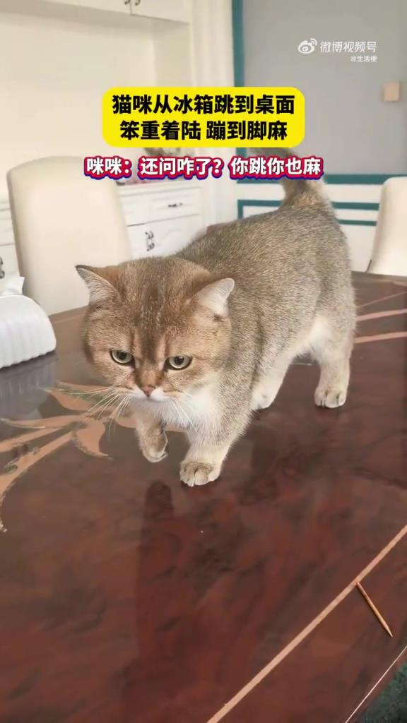 貓咪從冰箱跳到桌面，笨重著陸，蹦到腳麻