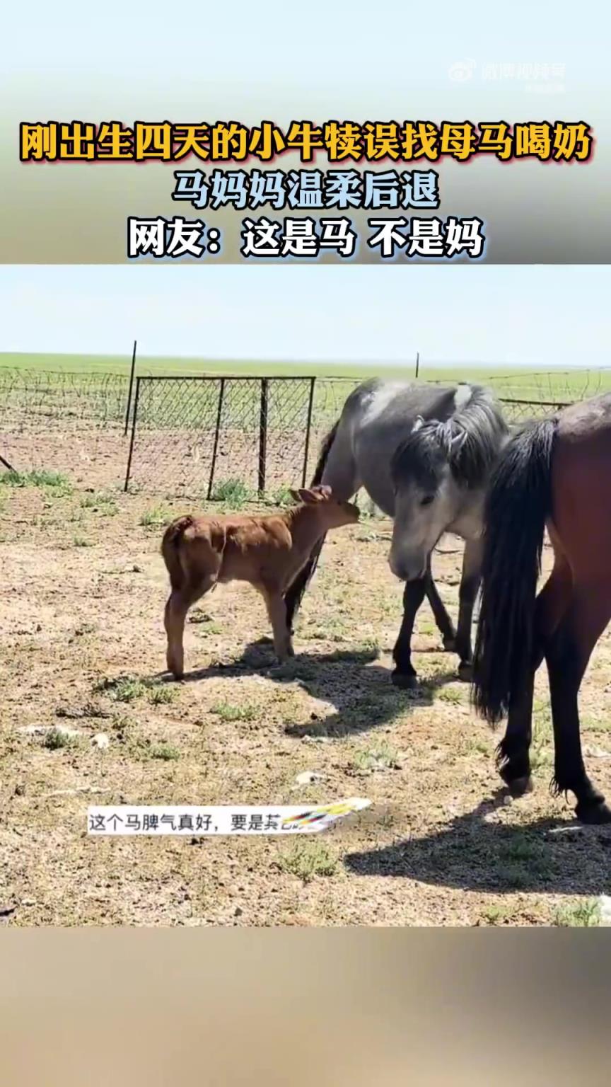 4 天小牛犢錯(cuò)認(rèn)母馬喝奶！馬媽溫柔后退