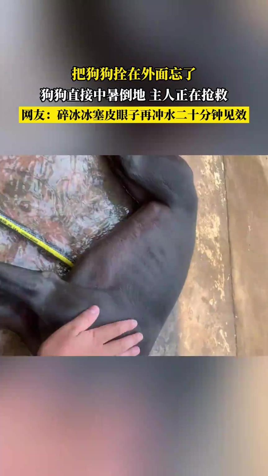 拴狗忘帶中暑倒地！主人緊急搶救
