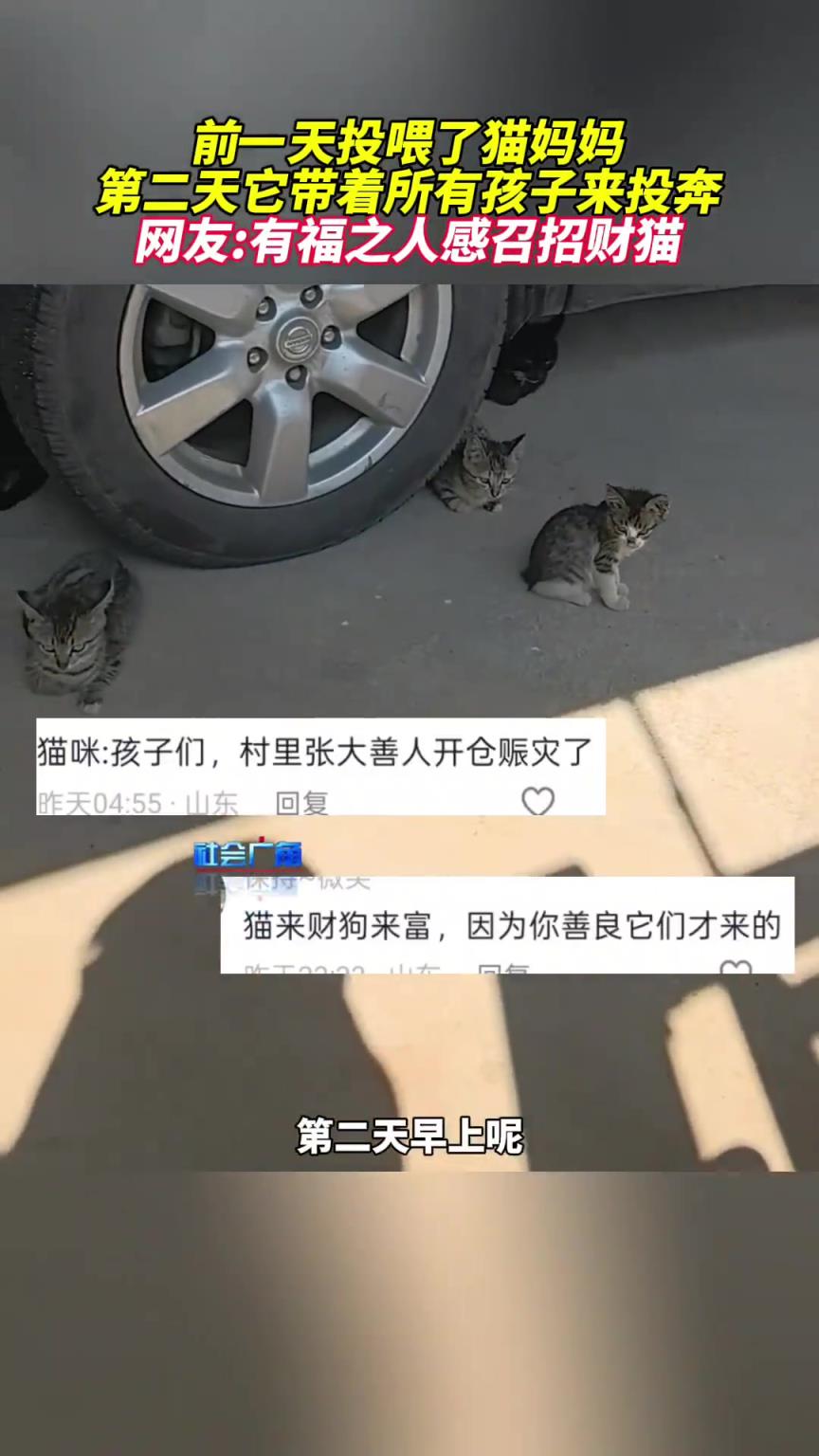 前一天投喂了貓媽媽，第二天一大早，貓媽帶著全家來(lái)投奔了
