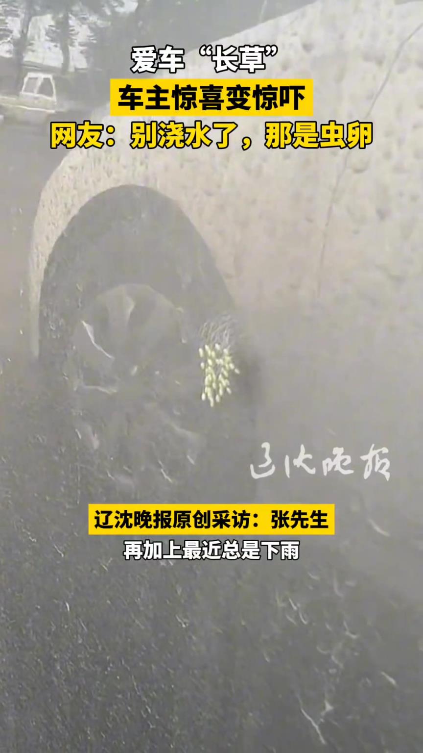 愛(ài)車“長(zhǎng)草” 車主驚喜變驚嚇