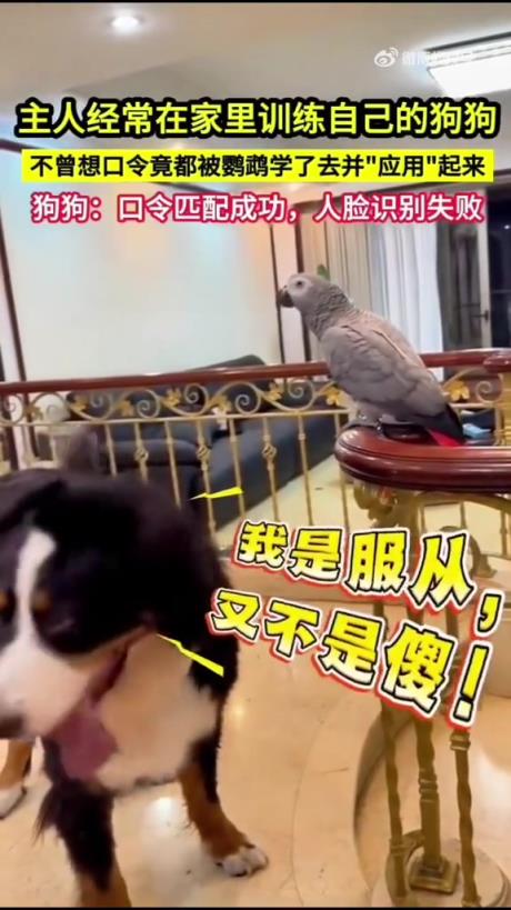 等哪天主人不在家，我非要把吞了你！