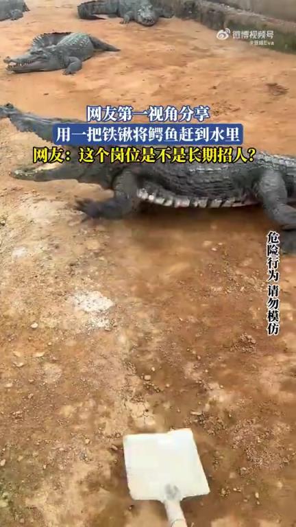 鐵鍬趕鱷魚下水！太勇了