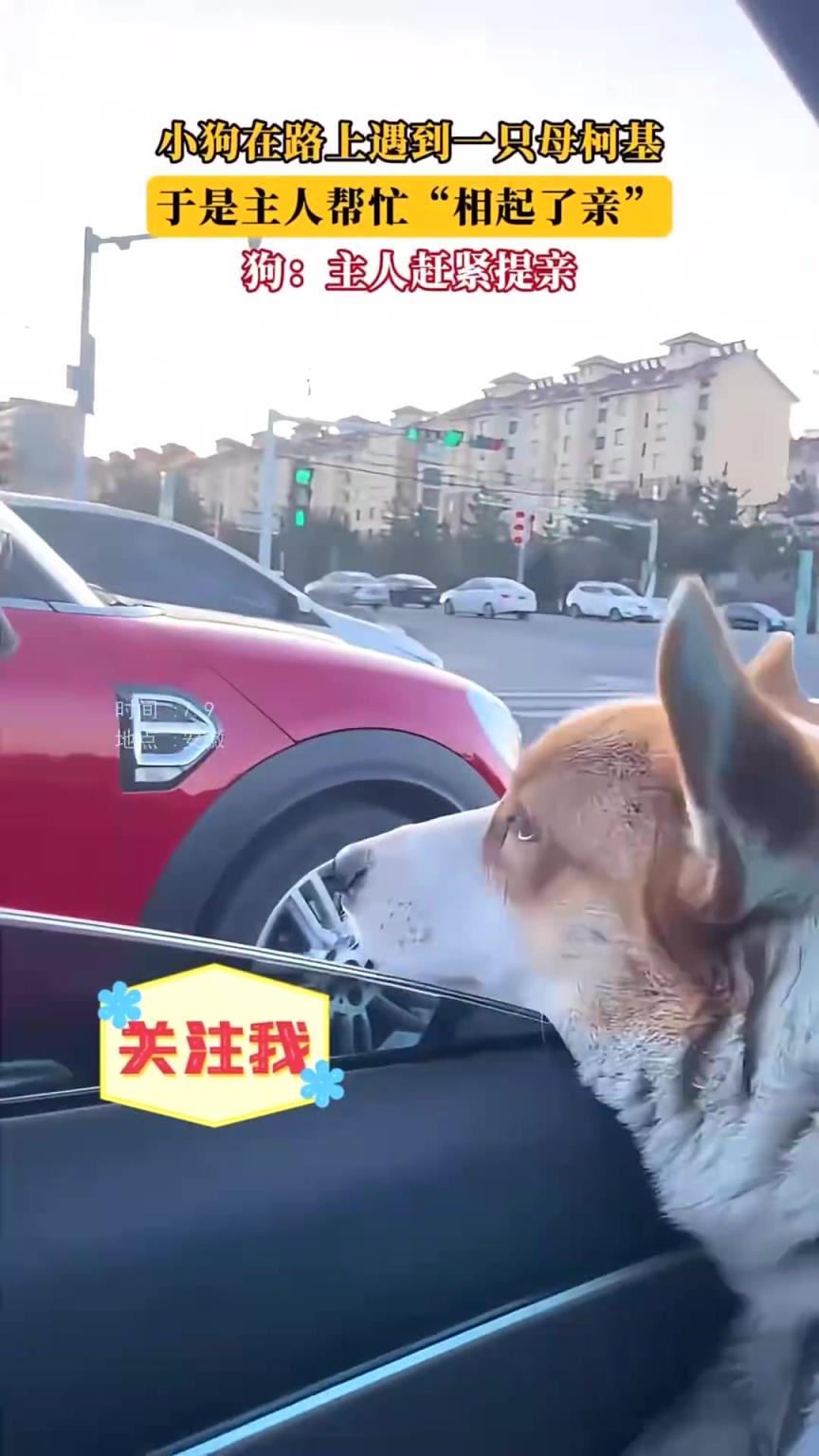 小狗遇母柯基！主人幫忙相親