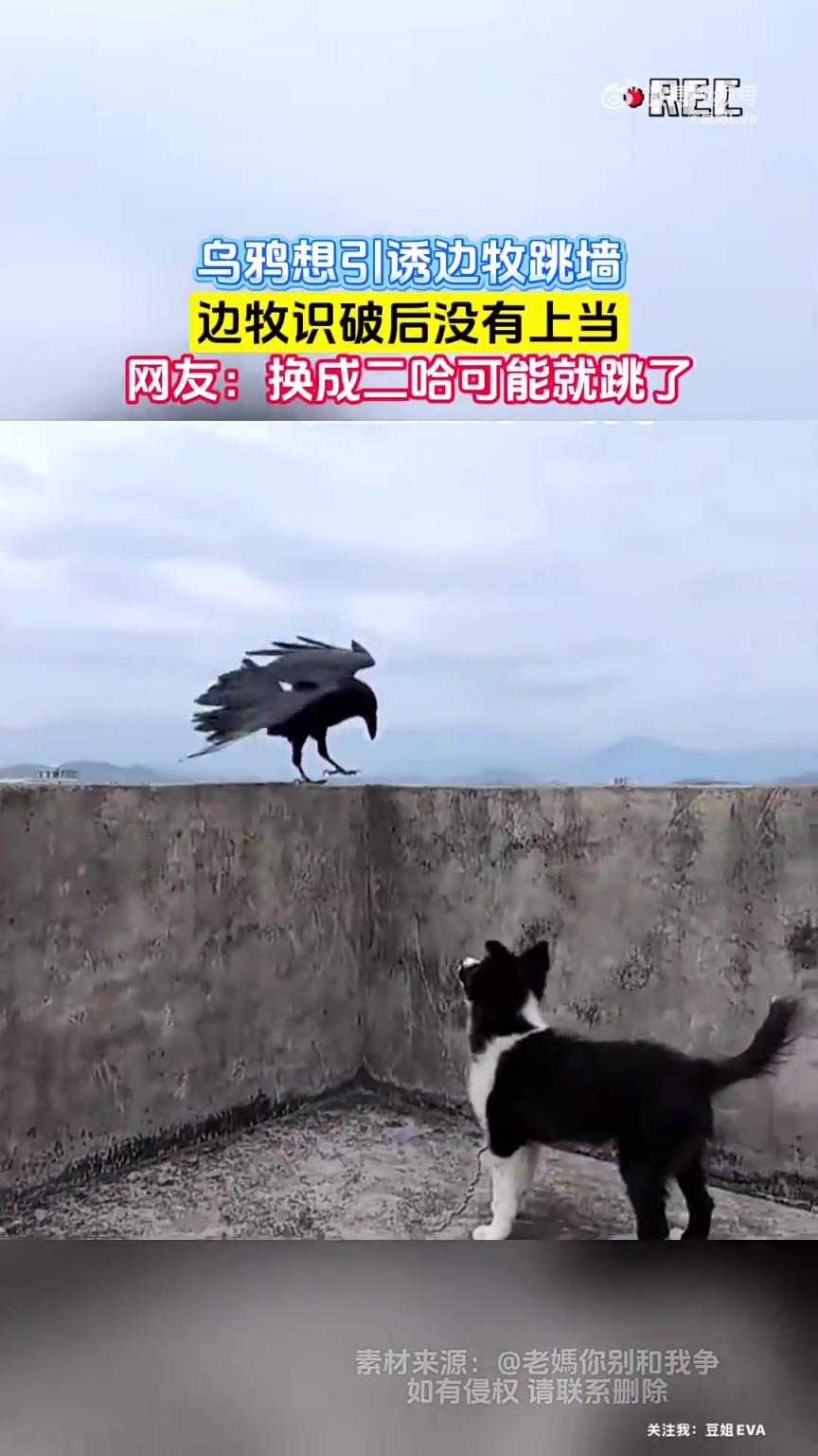 烏鴉誘邊牧跳墻！邊牧識(shí)破不上當(dāng)